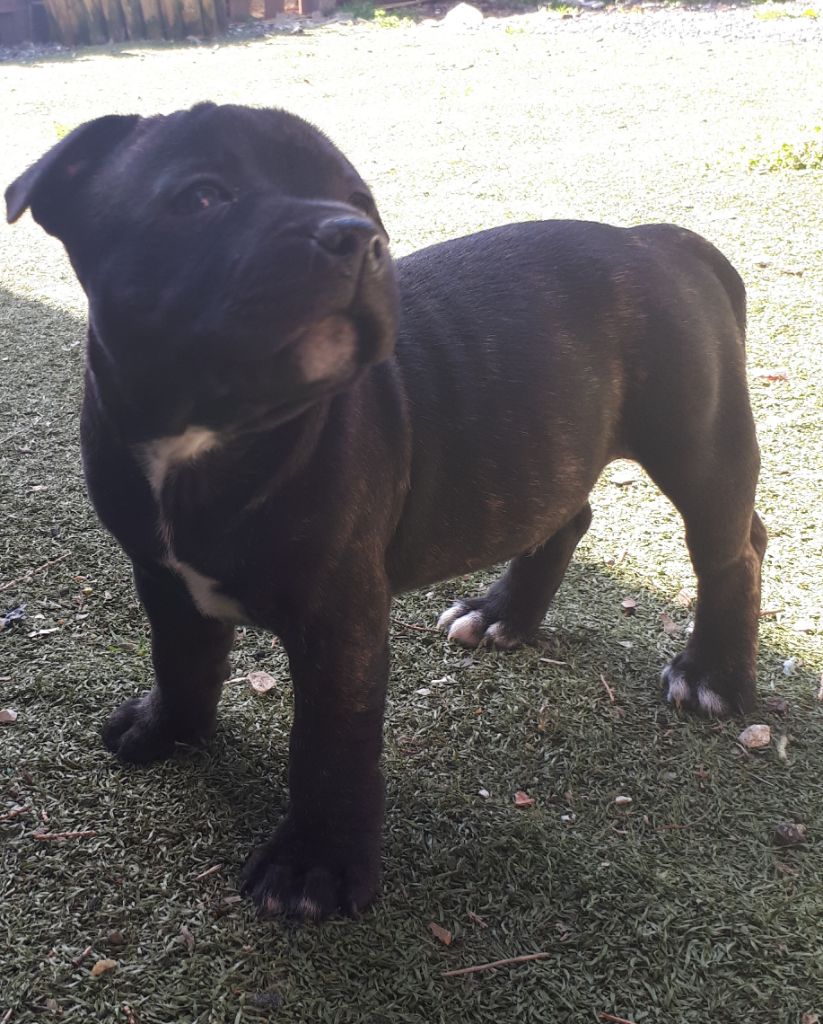 Legend dog - Chiot disponible  - Staffordshire Bull Terrier