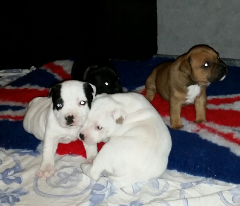 Legend dog - Staffordshire Bull Terrier - Portée née le 09/10/2014