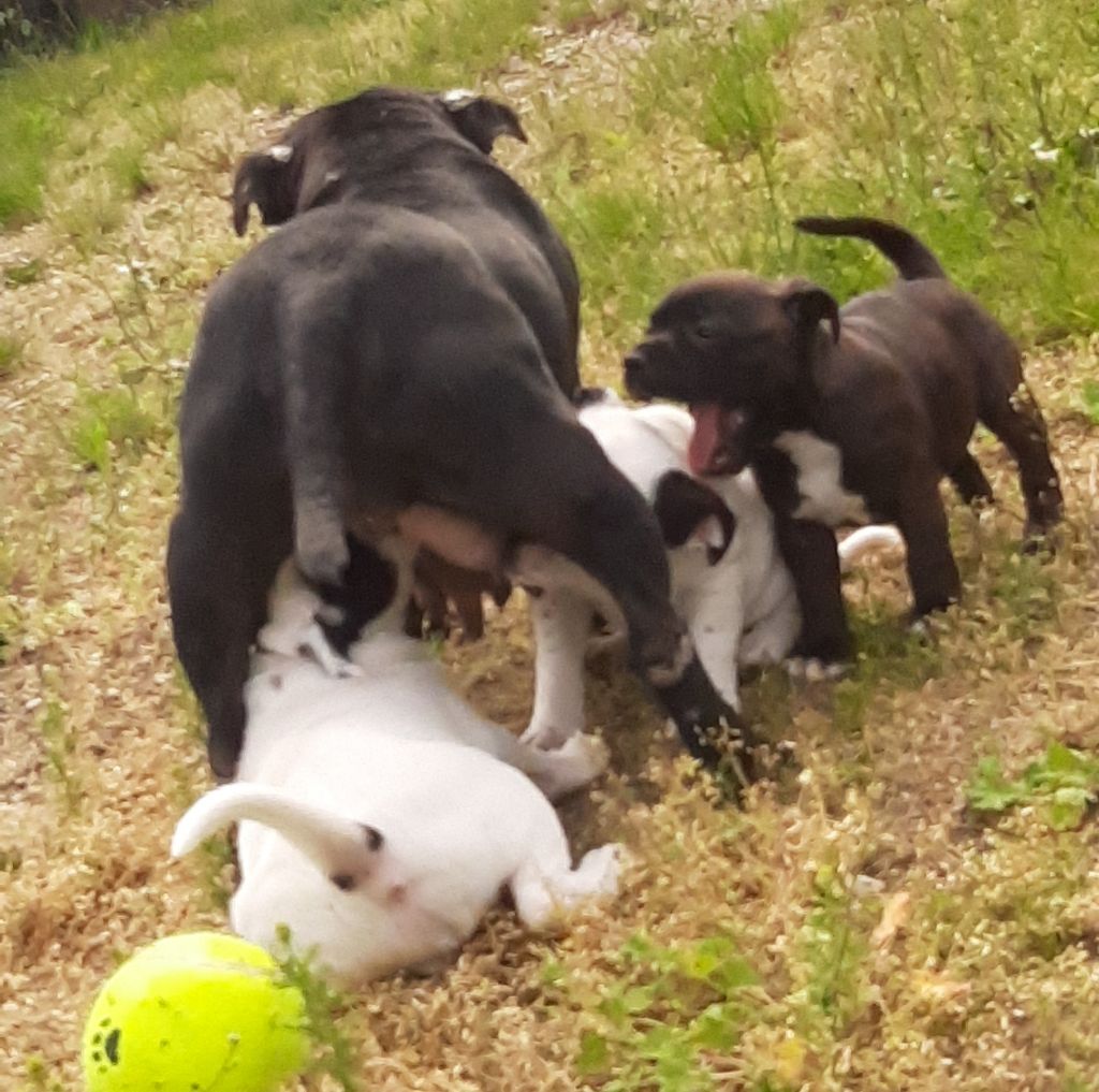 Legend dog - Staffordshire Bull Terrier - Portée née le 03/04/2019