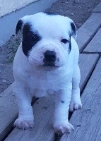 CHIOT
