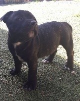 legend dog Owen