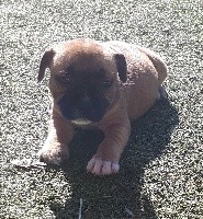 CHIOT