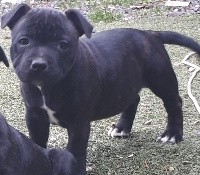 CHIOT