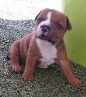 CHIOT