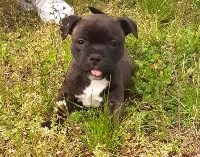 CHIOT