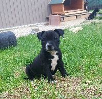 CHIOT